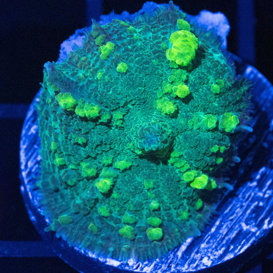 Lemon Lime Bounce Mushroom