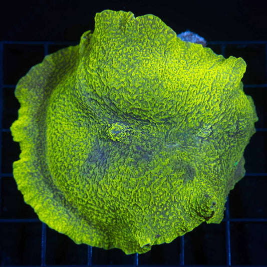 Lemon Lime Elephant Ear Mushroom Coral 3.5"