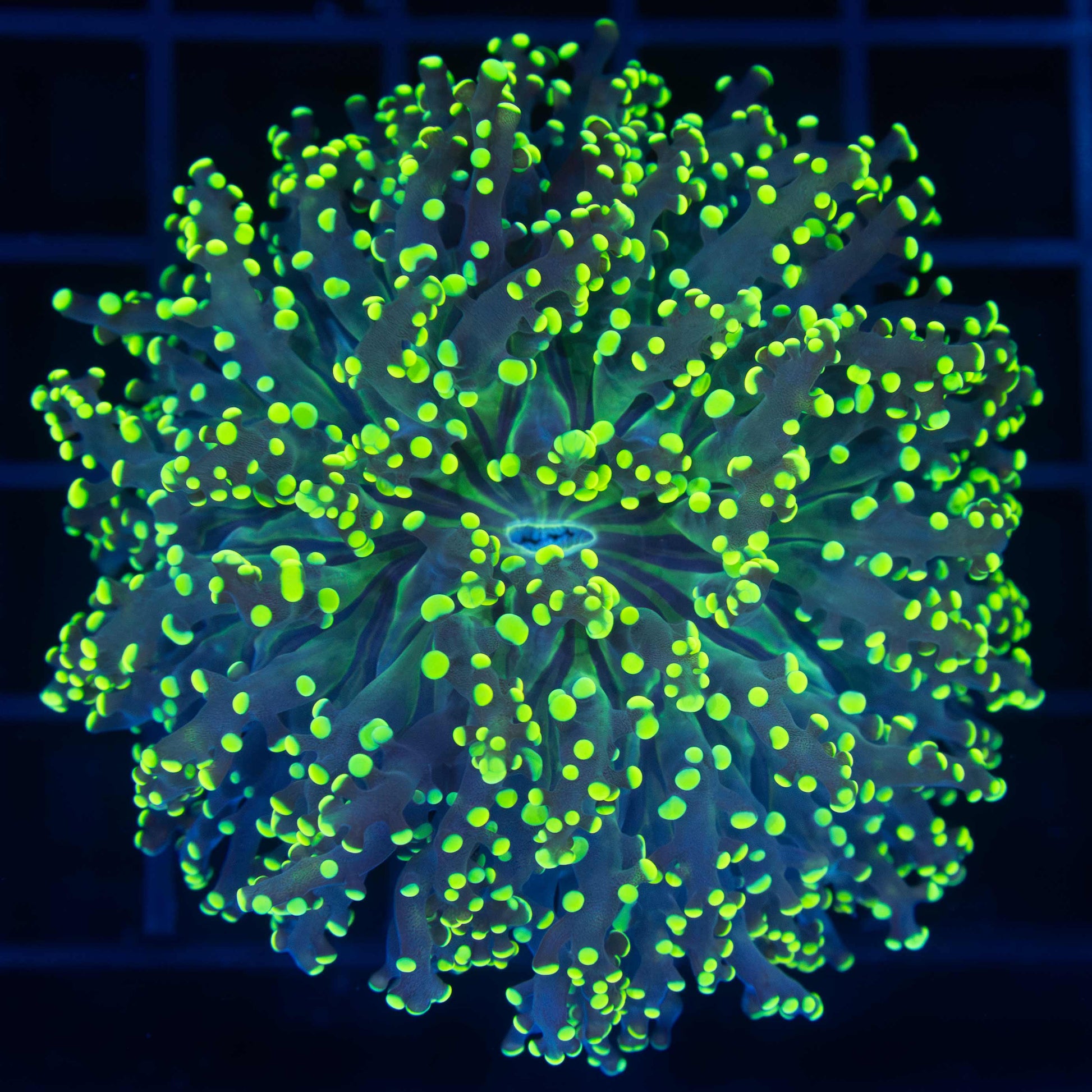 Large Lemon Lime Branching Octospawn