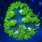 Rock Flower Anemone