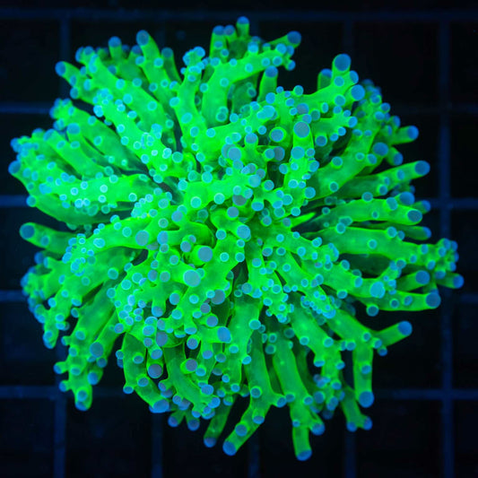 Large Blue and Green Frogspawn Coral (Branching, Splitting Head)