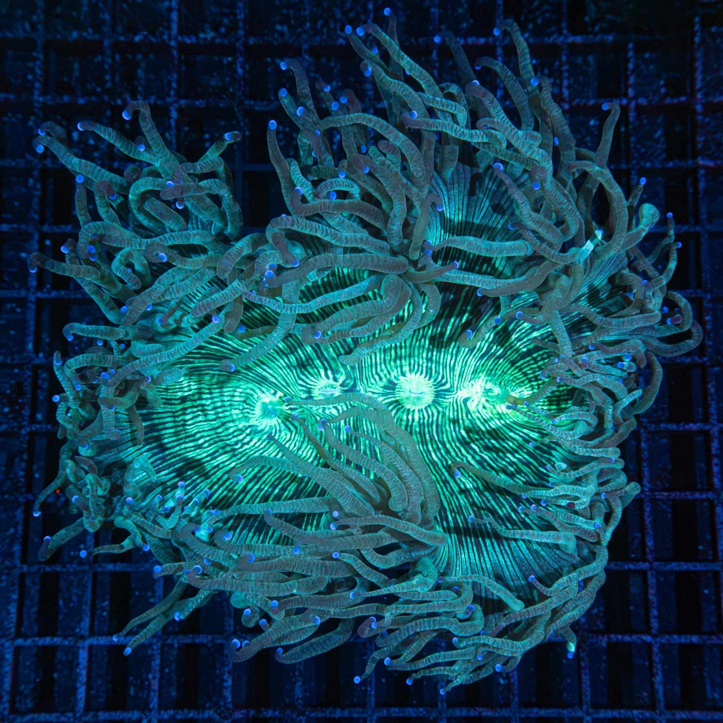 Teal Blue Tip Elegance Coral 7"