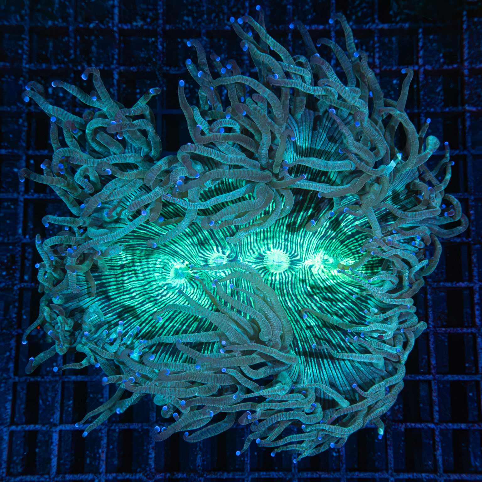 Teal Blue Tip Elegance Coral 7"