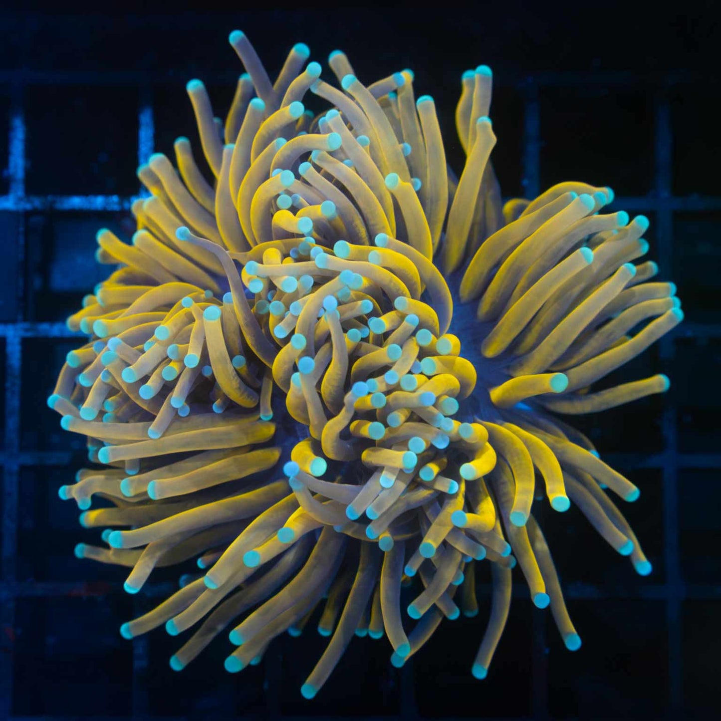 24K Sky Blue Tip Torch Colony