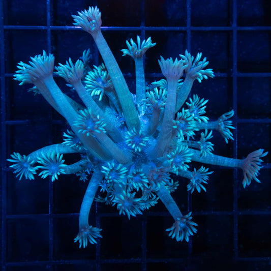 Blue Extra Long Tentacle Goni 3.5"