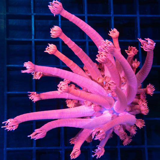 Super Long Tank Grown Pink Goni