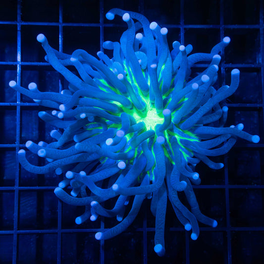 Long Tentacle Plate Coral 4"