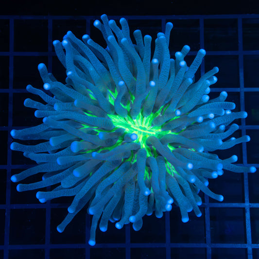 Long Tentacle Plate Coral 4.5"