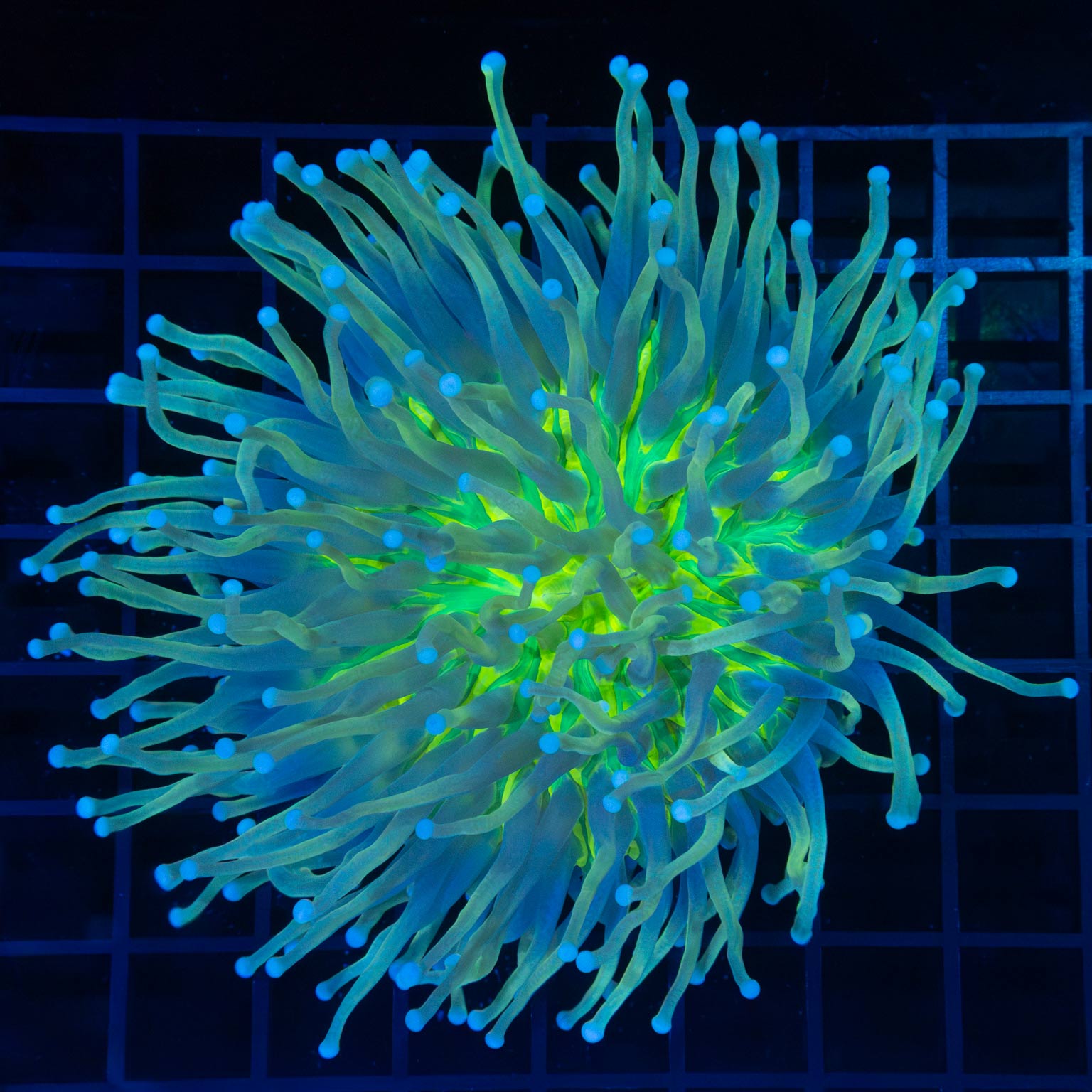 Yellow Green Blue Long Tentacle Plate Coral 5"