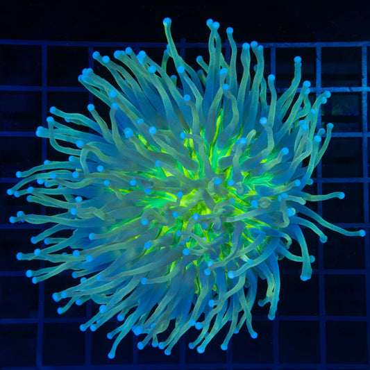 Yellow Green Blue Long Tentacle Plate Coral 5"