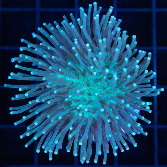 Long Tentacle Toadstool Leather Coral (2.5")