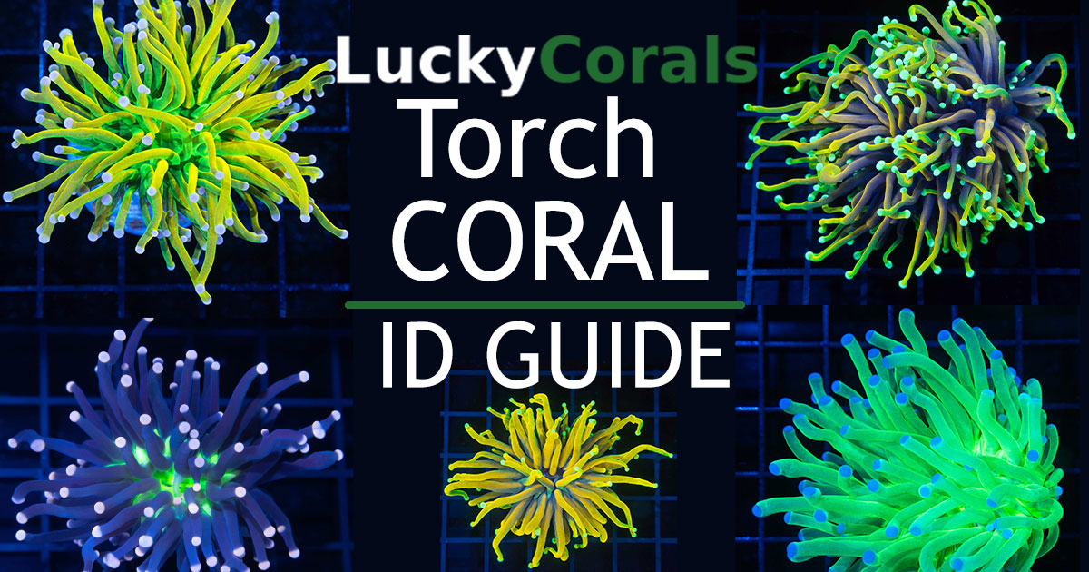 The Most Complete Torch Coral ID Guide | Lucky Corals