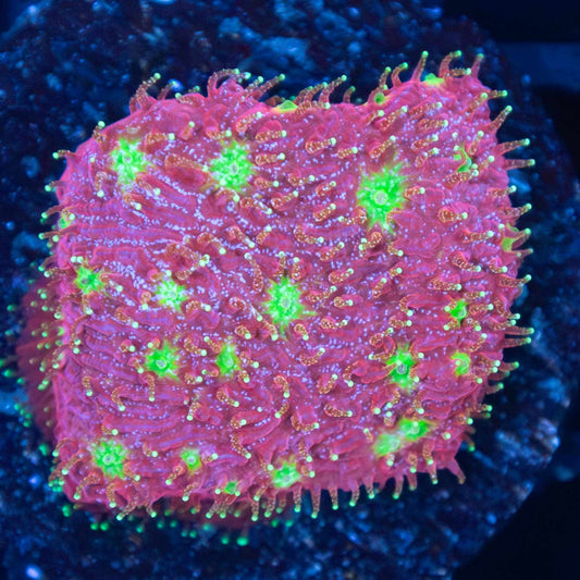 Strawberry Lithophyllon Large Frag (US Aqua-Culture)