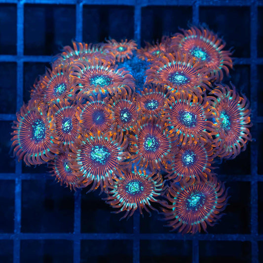 Magician Zoa Colony (22+ polyps)