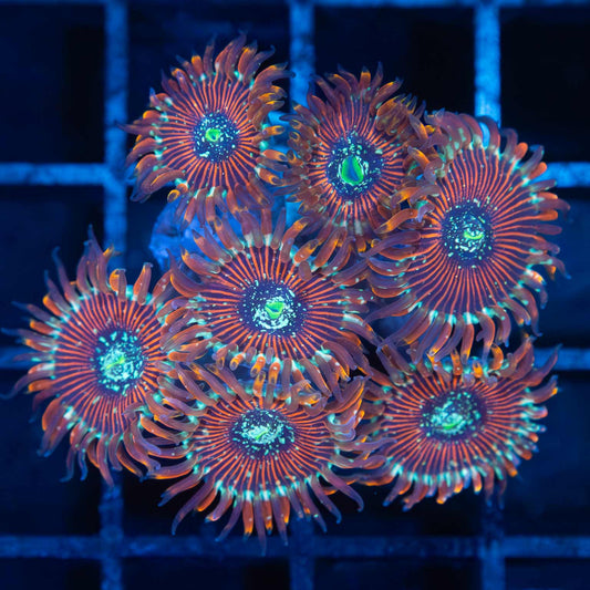 Magician Zoa (7 Polyps)