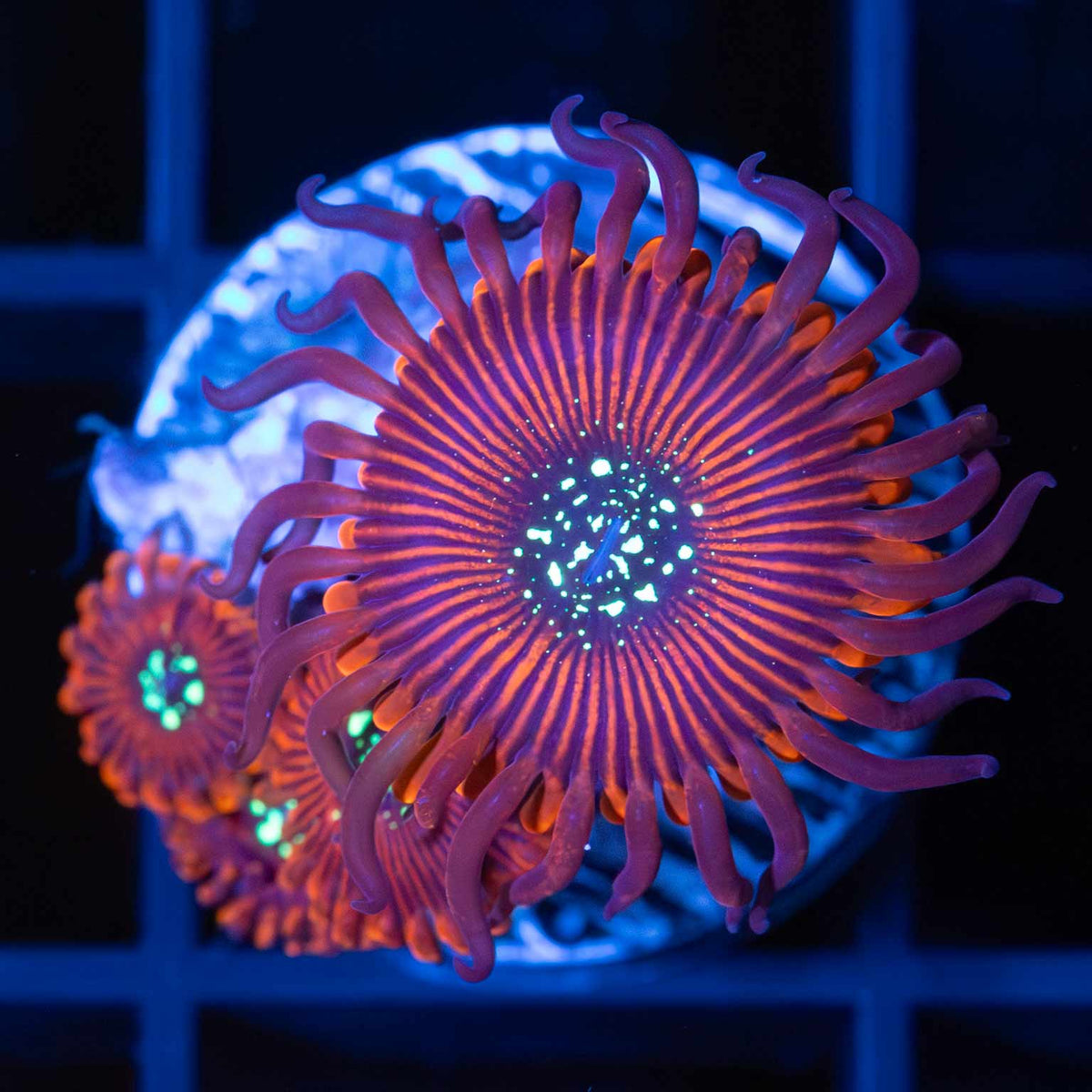Magician Zoa zoanthid under blue aquarium lighting