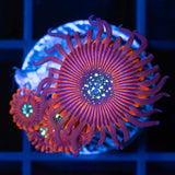 Magician Zoa