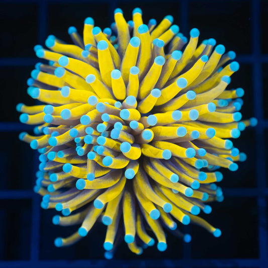 Malaysian 24K Gold Torch Coral