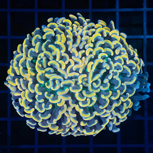 Awesome Malaysian Hammer Coral 3.25"
