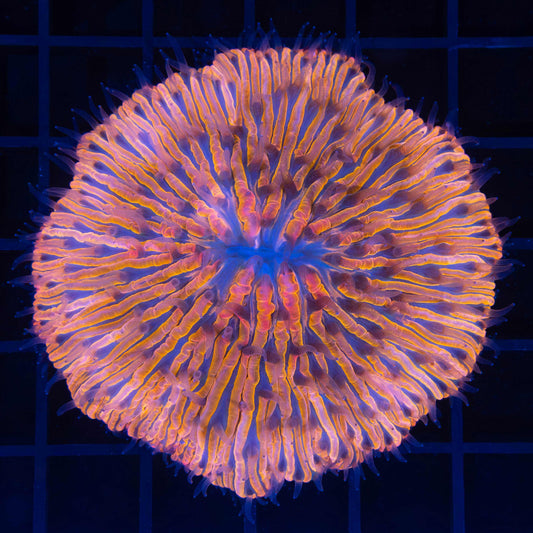 Large Malaysian Red Orange Blue  Plate Coral 3"