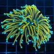 Master Torch Coral