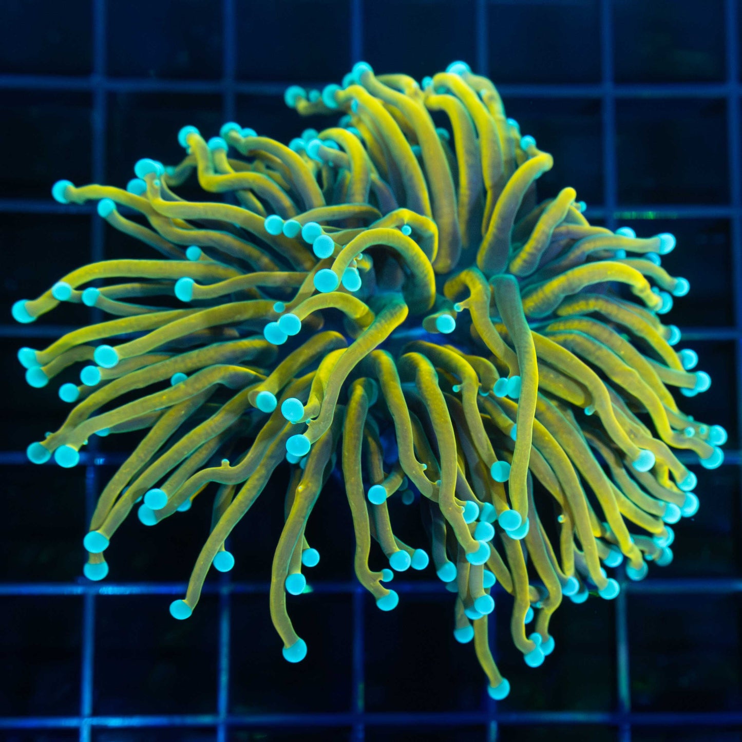 Master Torch Coral