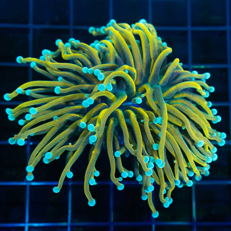 Master Torch Coral