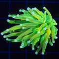 Torch 1