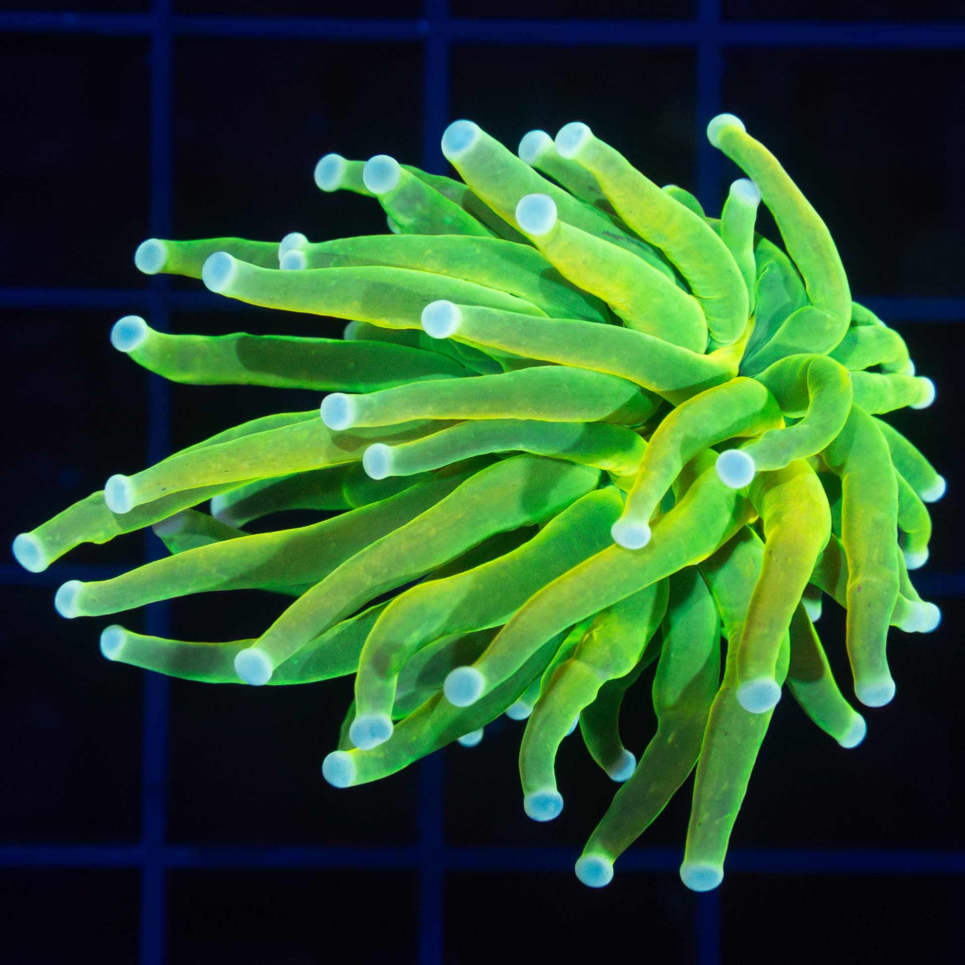 Master Torch Coral
