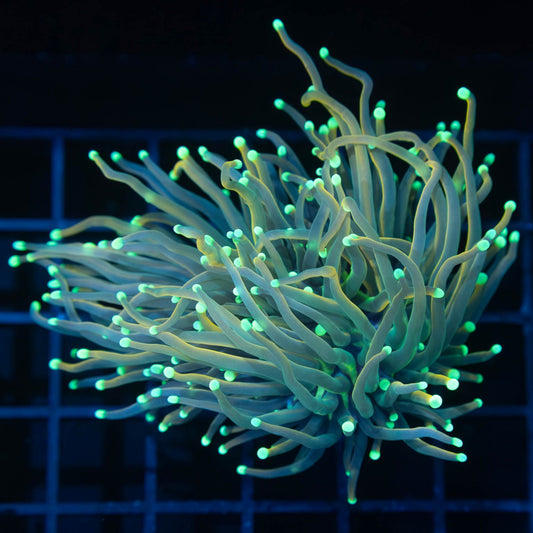 Master torch Coral