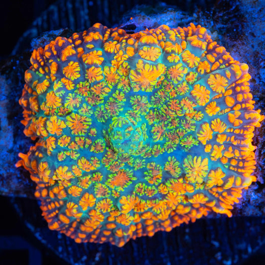 Ultra Maui Wowie Mushroom