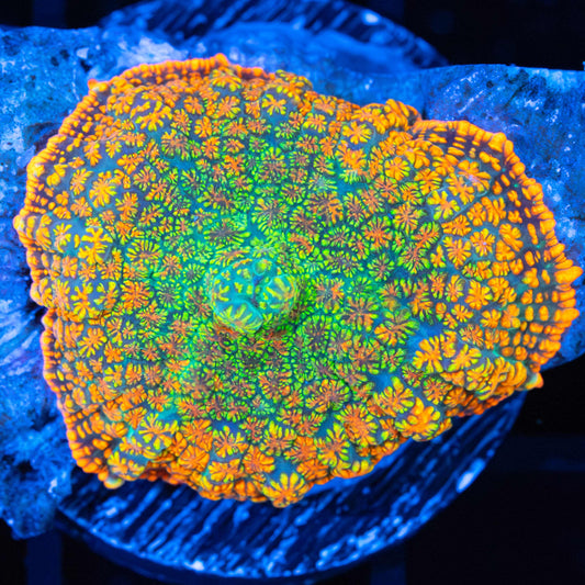 Ultra Maui Wowie Mushroom