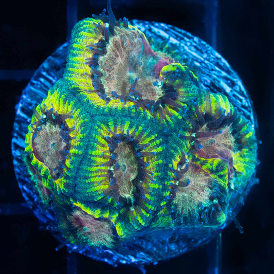 Mayan Sun Favia