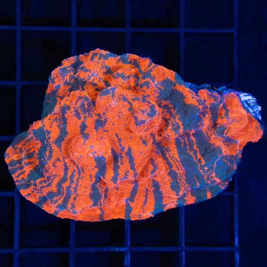 Reddish Orange Striped Chalice Colony 3"