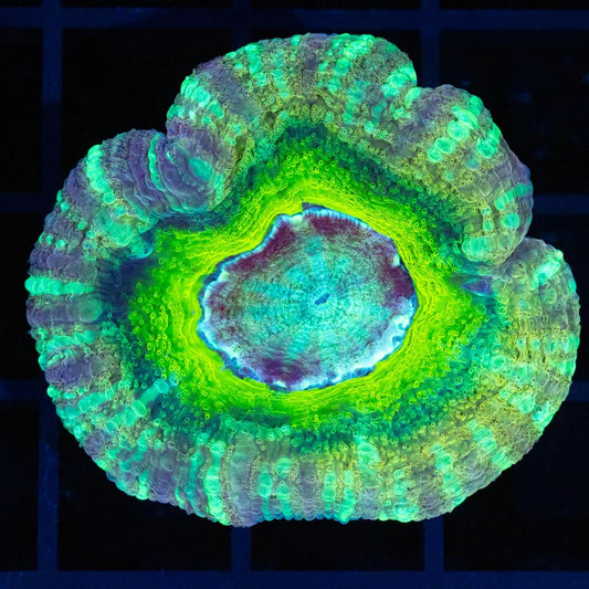 Acan Maxima (Micromussa Pacifica)