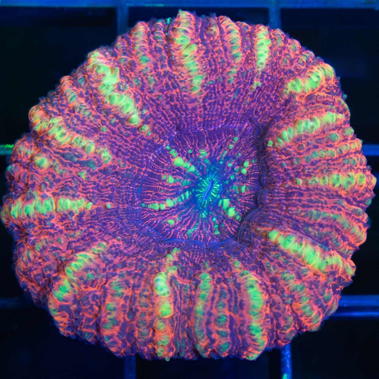 Acan Maxima ( Micromussa Pacifica)