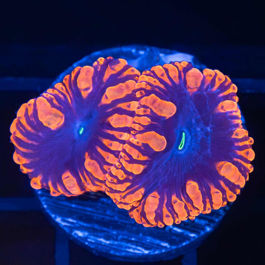 Midnight Blue Blastomussa (2 Polyps)
