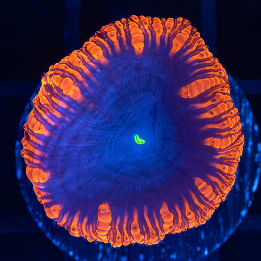 Midnight Blue Blastomussa (Large Polyp)