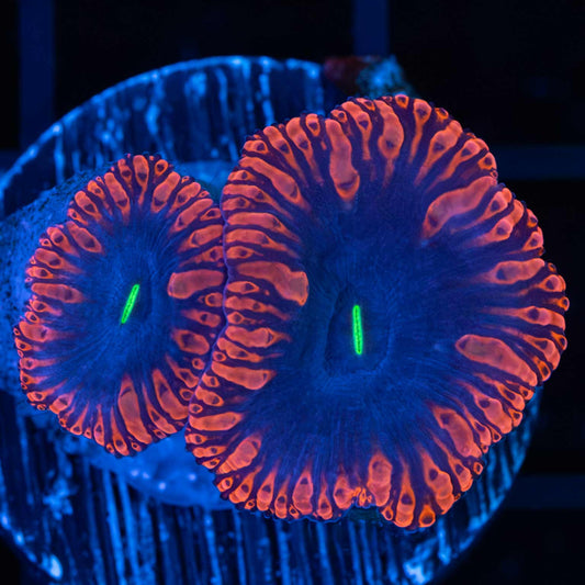 Midnight Blue Blastomussa (2 Polyps)