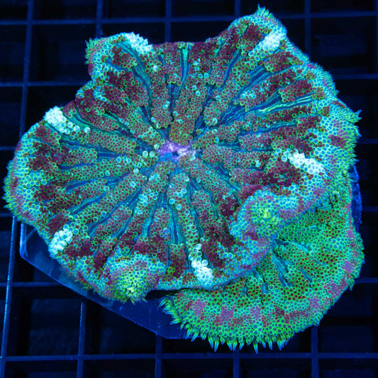 2 Minimax Carpet Anemones