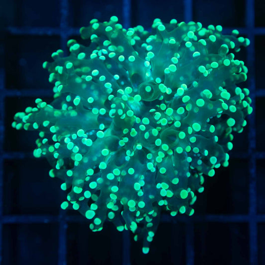 Mint Green Branching Frogspawn