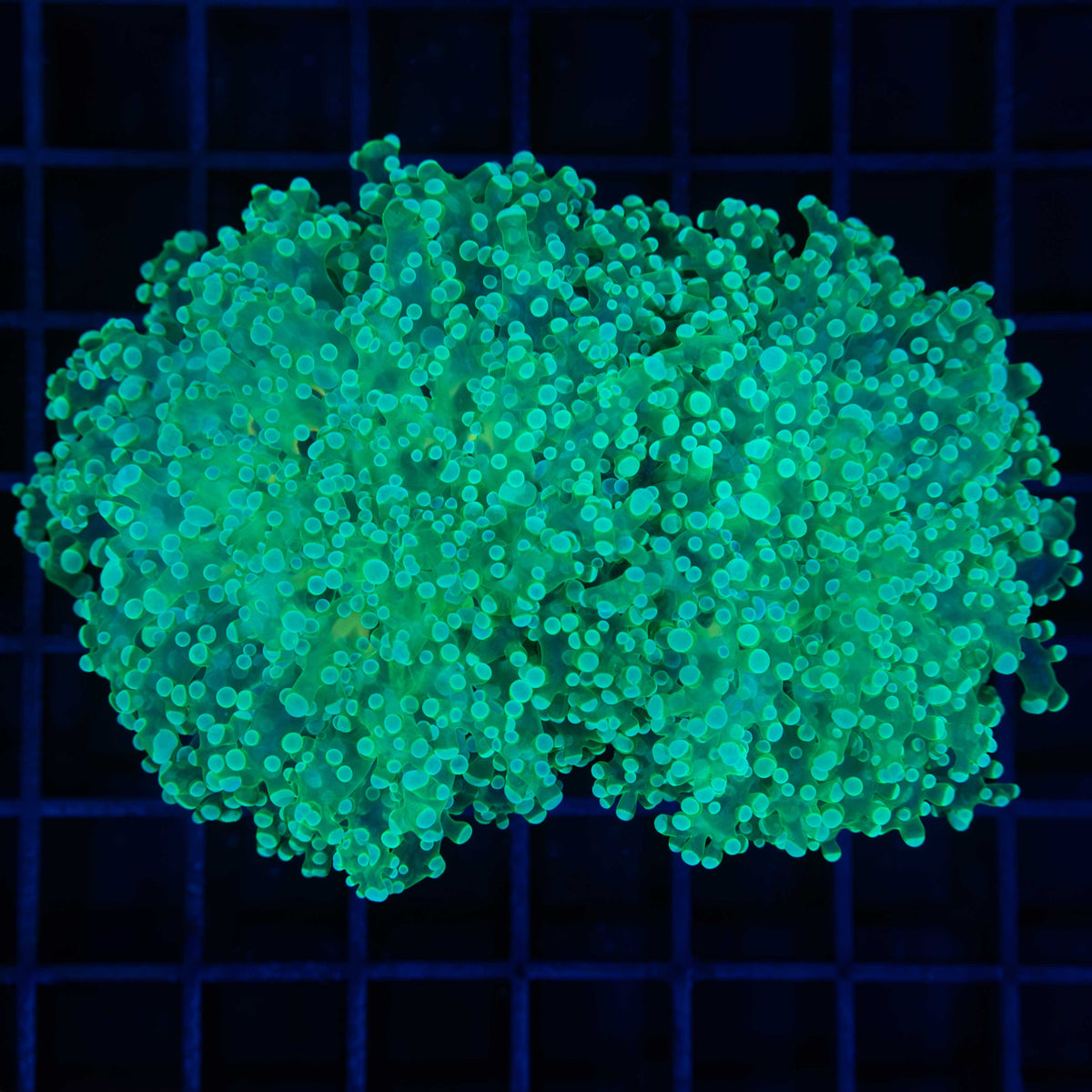 Mint Green Octospawn