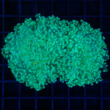 Mint Green Octospawn