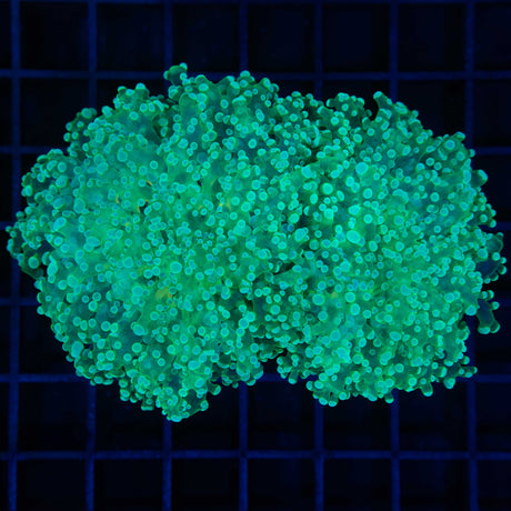 Mint Green Octospawn