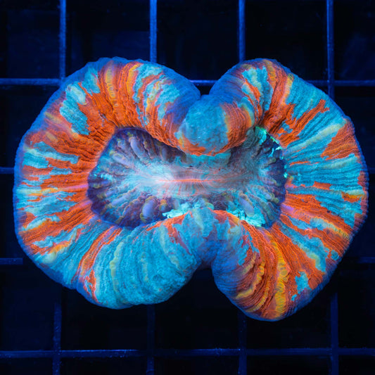 Red Blue Gold Trachyphyllia 2.75"