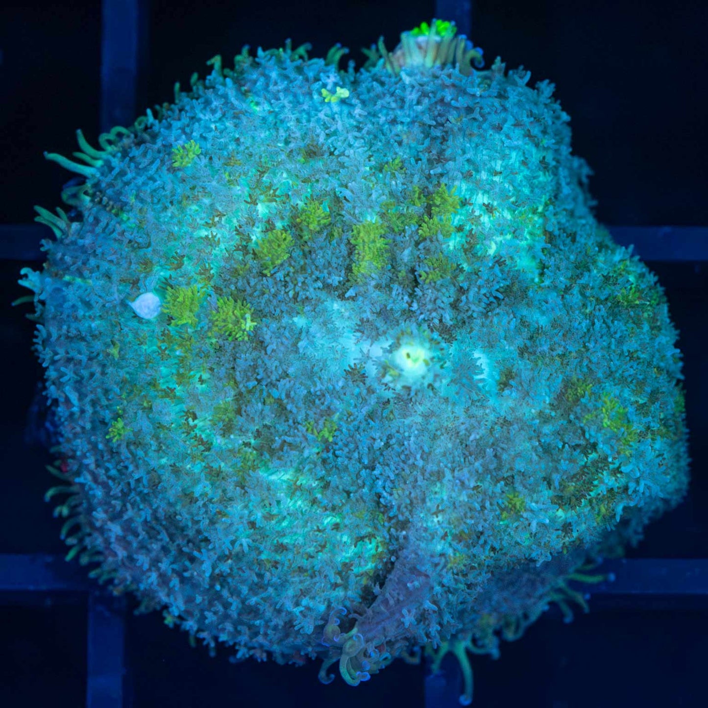Mushroom Coral (Bounce Potential)