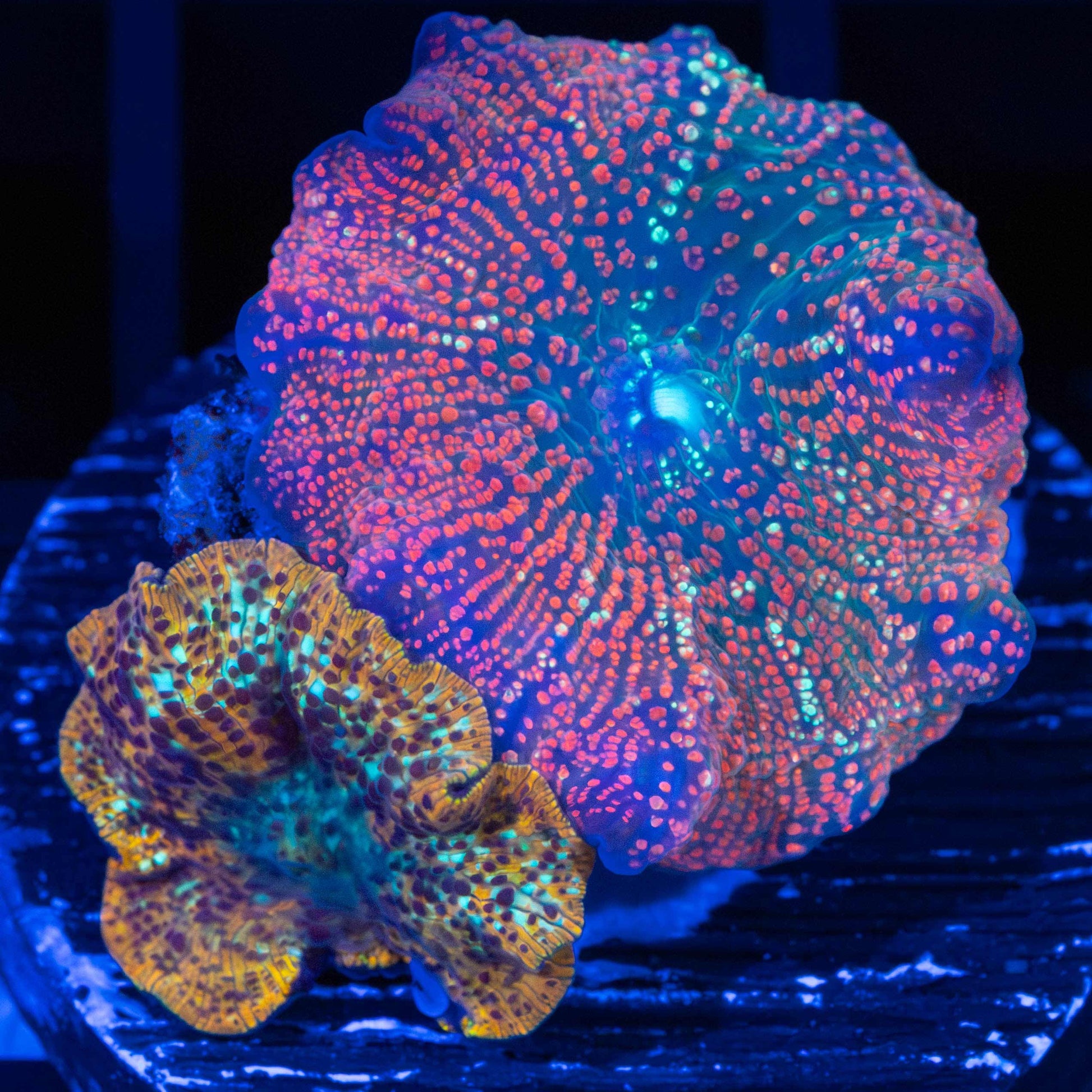 Red Devil / Cheeta Mushroom Coral Combo