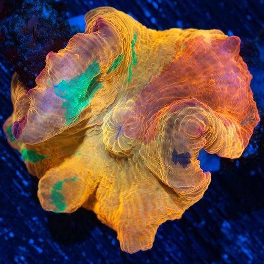 Large Golden Purple Monster