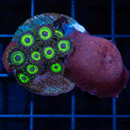 Mini Reef (2 Mushrooms and Zoas)