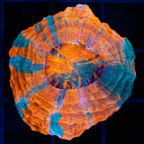 Nano Orange Acanthophyllia